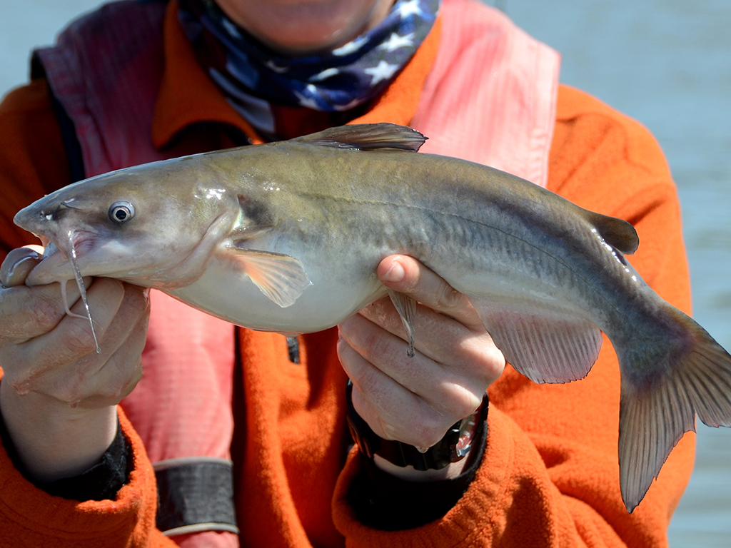 A closeup of a White Catfish being held by a person in a bright orange jacket and life vest.