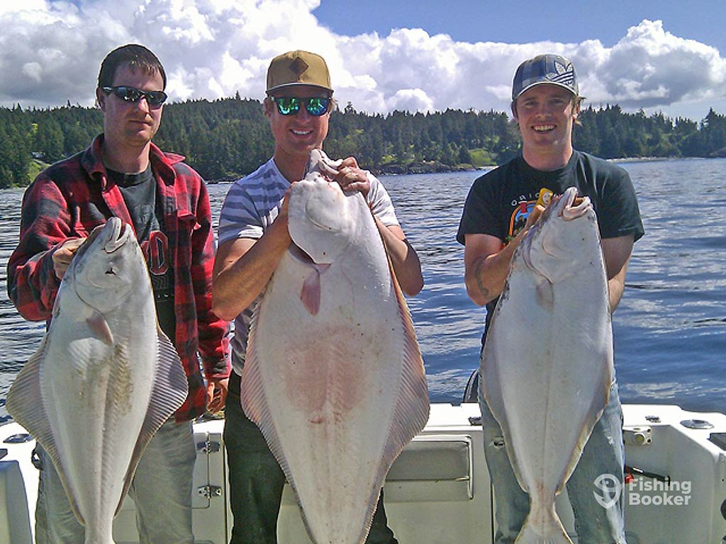 Three men standing on a boat and hoilding a large Halibut each on a sunny day.