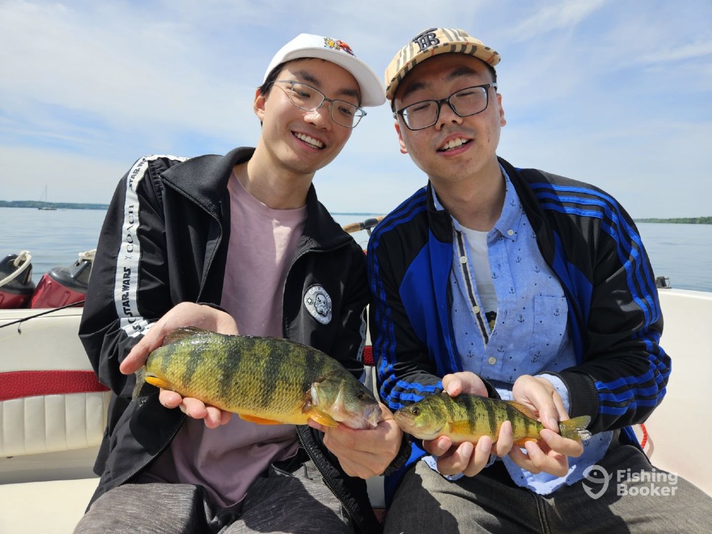 Two people sit on a boat, holding up freshly caught Yellow Perch and smiling at the camera on a sunny day. The sunlight glints off the water behind them as they proudly display their catches—large Perch.