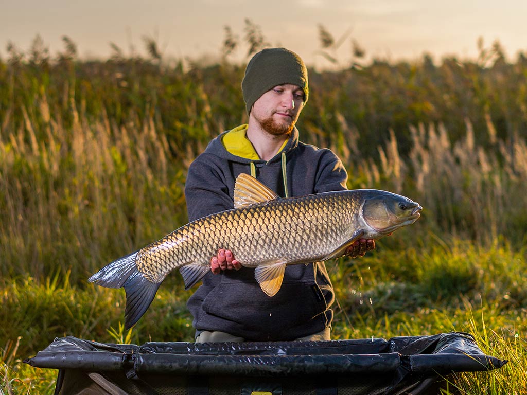 A person wearing a beanie and hoodie kneels outdoors near tall grass at sunset, holding a large Grass Carp with both hands.