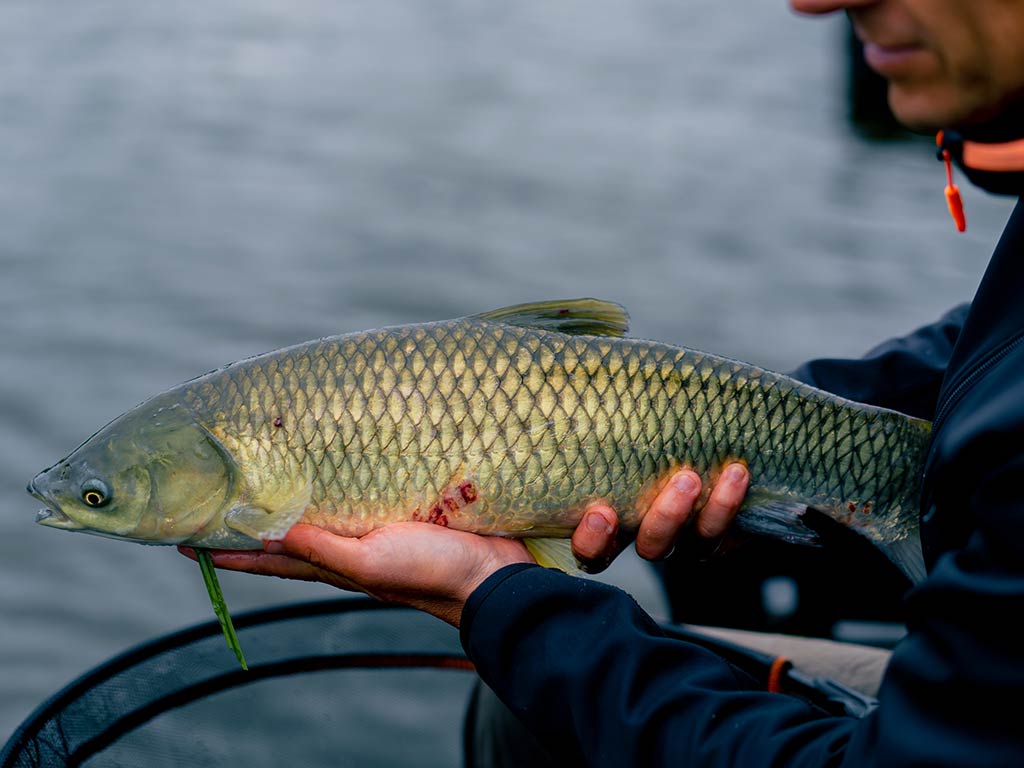 A closeup of a Grass Carp being held, with a partial view of the holder's face and hands.