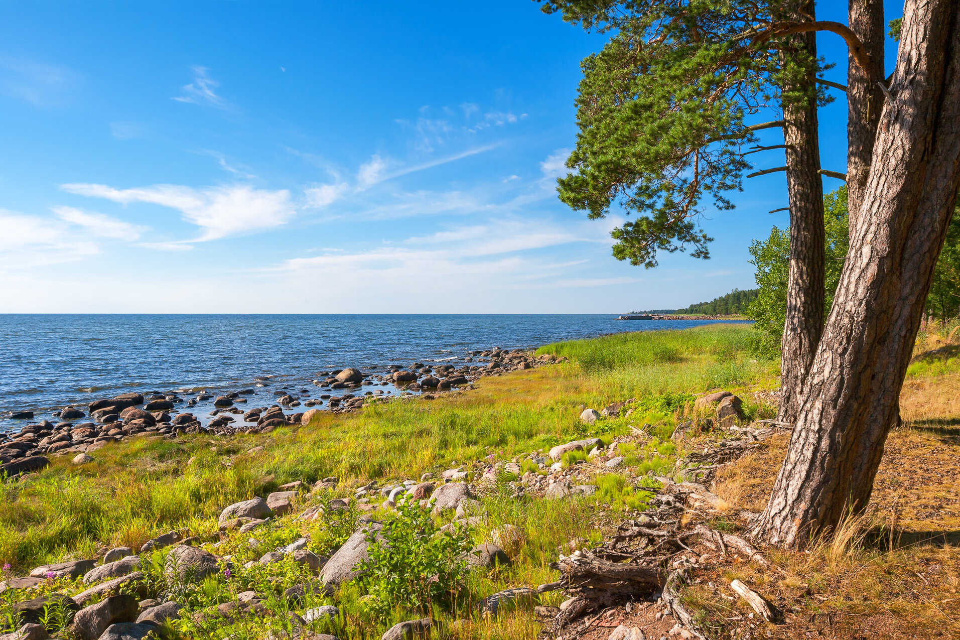 Ein felsiger Strand bei Loksa, das Meer links, rechts stehen 3 B&auml;ume im Vordergrund.