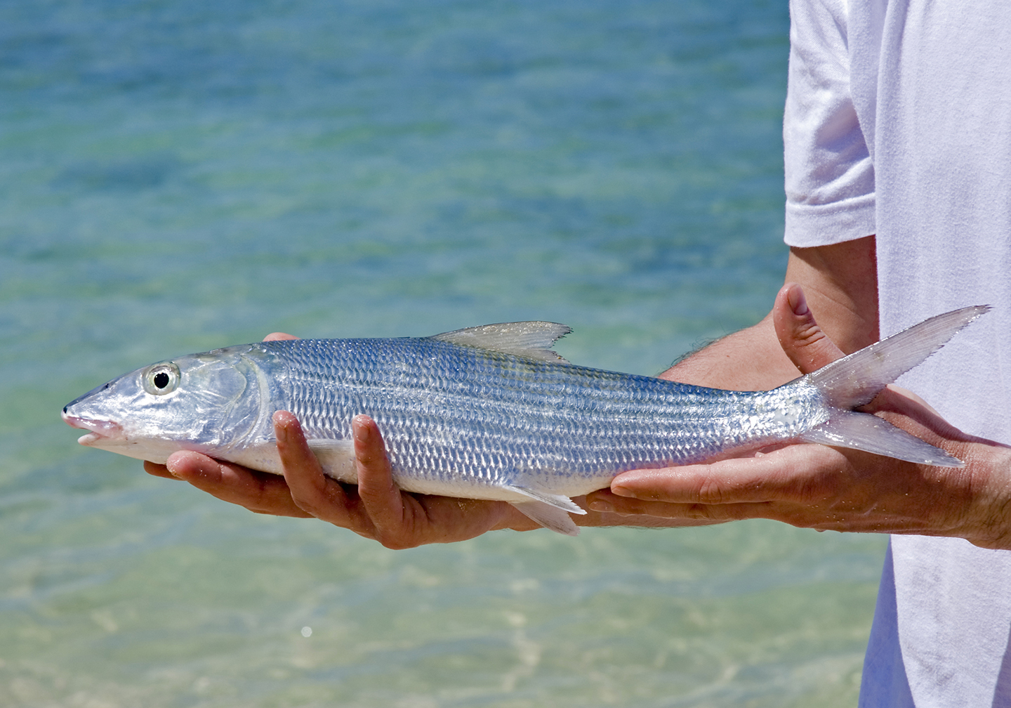 Ein Mann, der, mit seichtem Wasser hinter sich, einen Bonefish h&auml;lt.