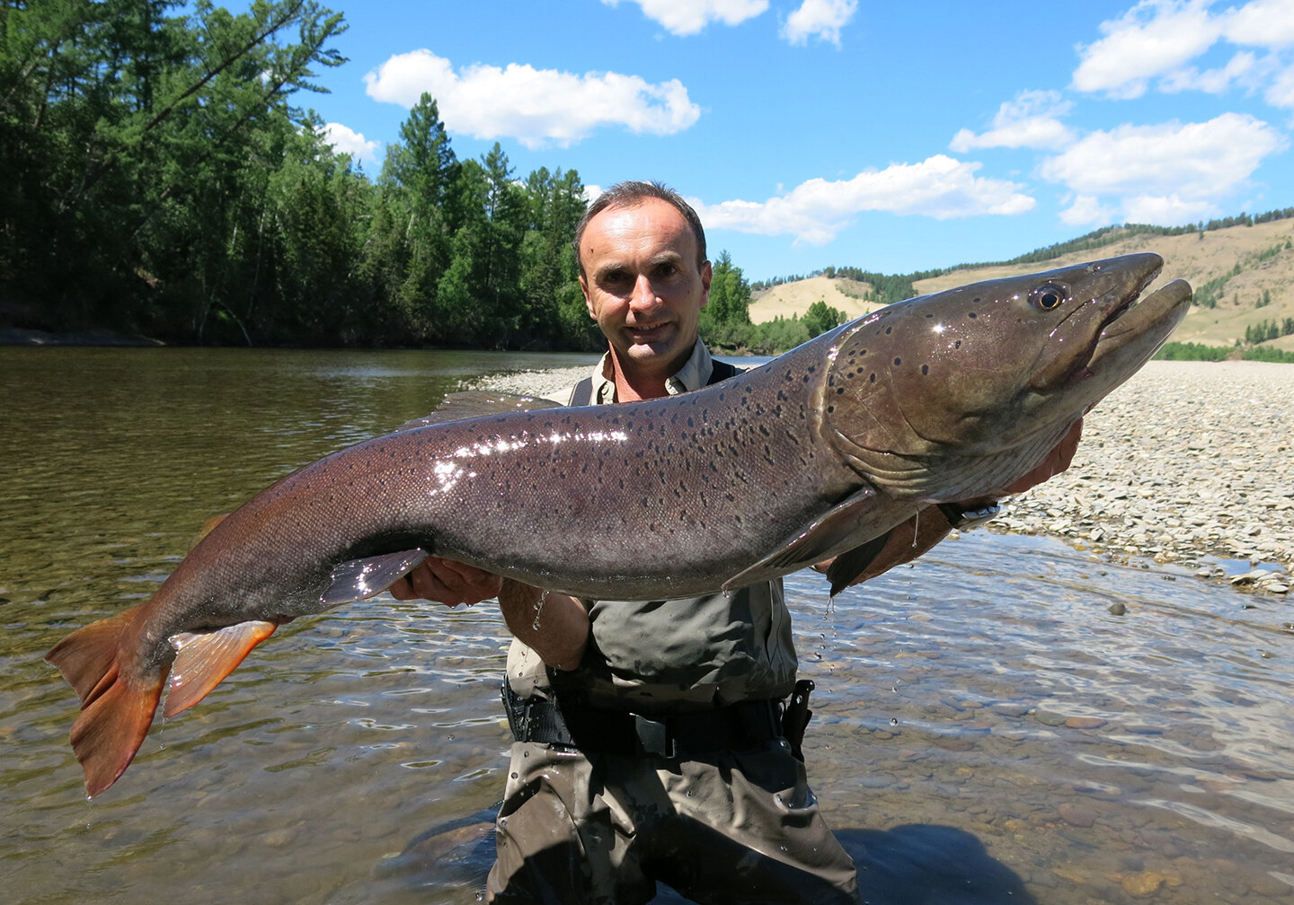 Ein Angler, der in einem flachen Gebirgsbach in der Mongolei einen Taimen h&auml;lt.