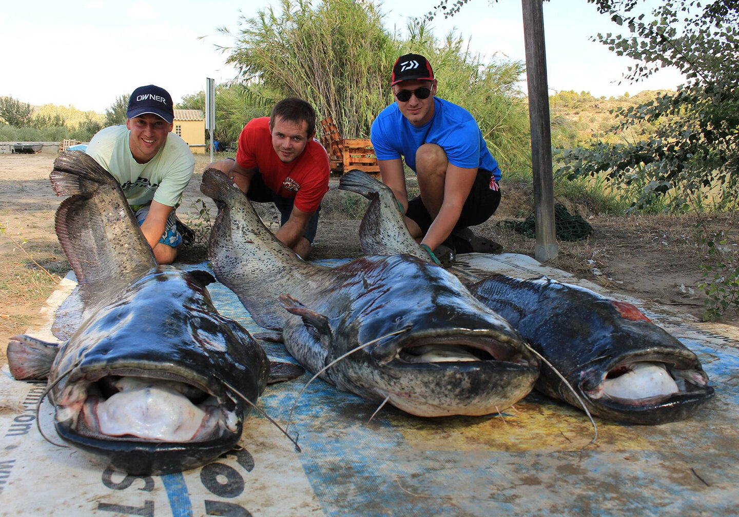 Drei Angler posieren mit riesigen Welsen im Vordergrund.