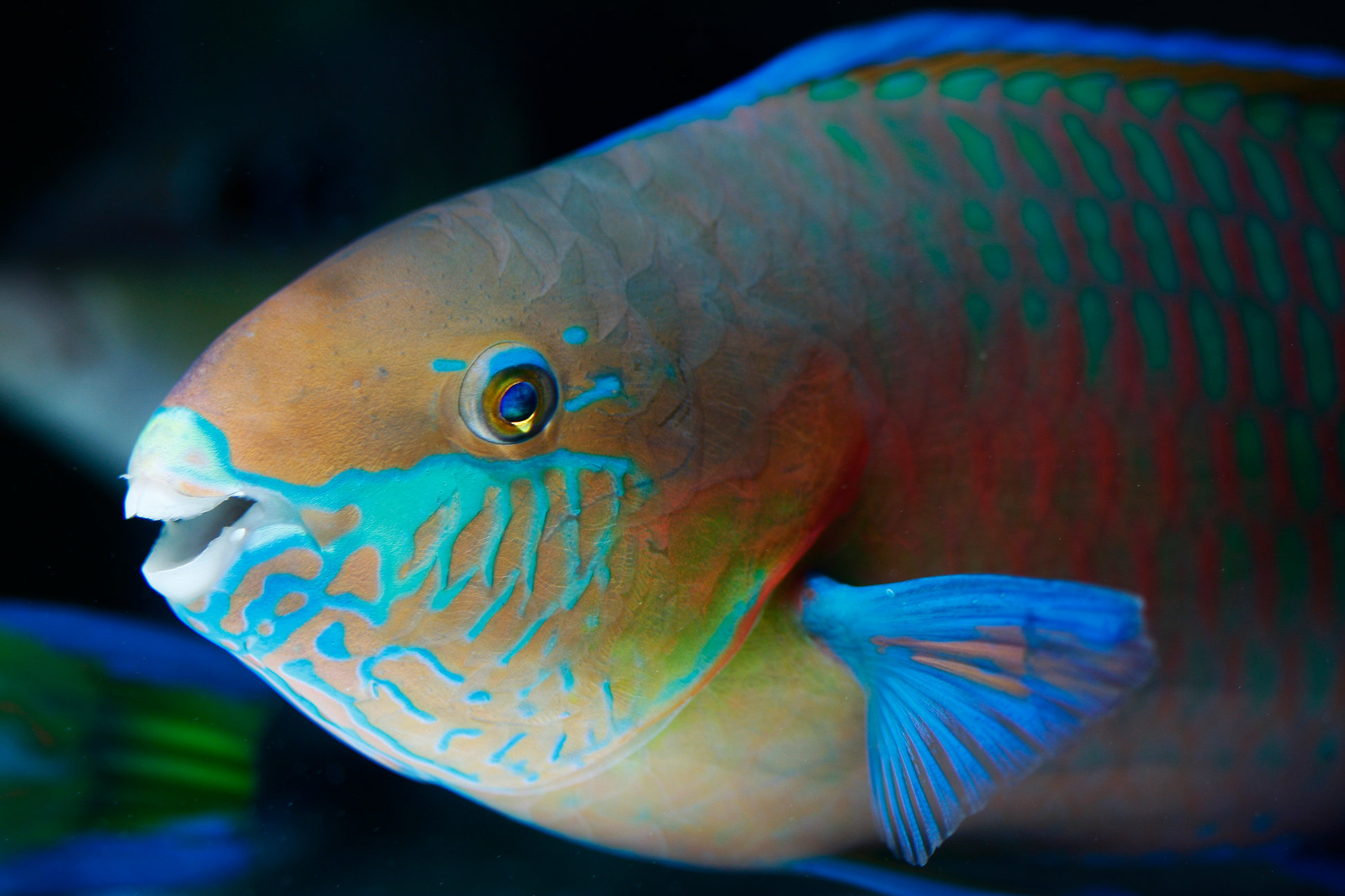 Ein Papageienfisch.