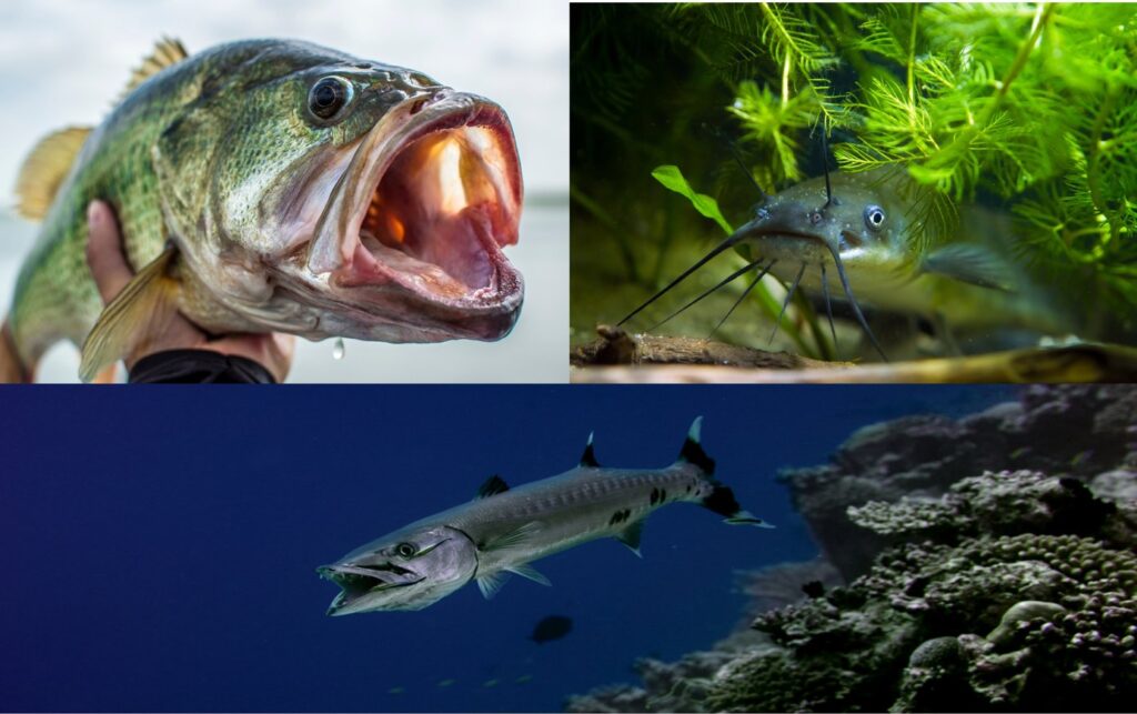 The image is showing a Largemouth Bass, a Catfish, and a Barracuda. The three fish represent the three different types of fish mouths - superior, inferior, terminal - and each mouth defines how these fish hunt