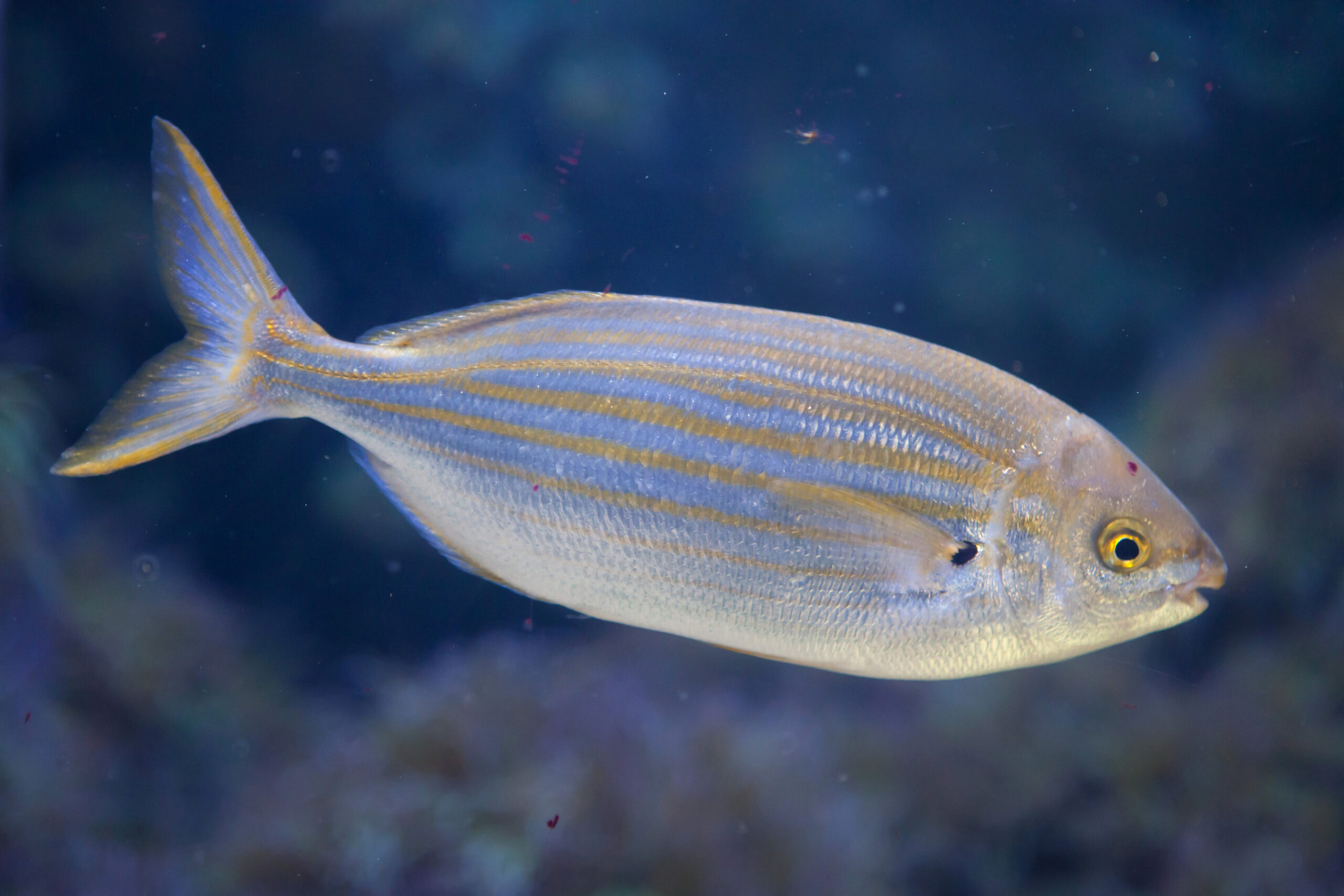 Eine Goldstriemenbrasse, die auch als Traumfisch bekannt ist.