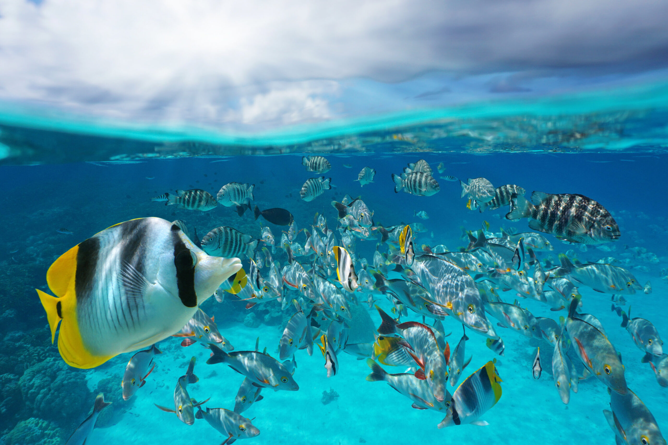 Eine Schule verschiedener Fische, die in der N&auml;he eines Korallenriffs schwimmen.
