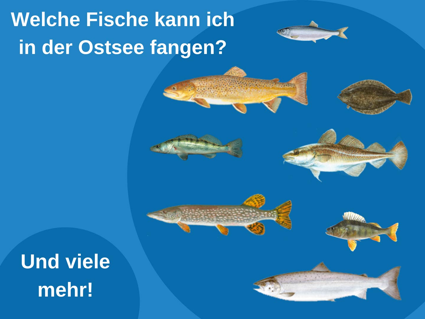 Eine Infografik mit den wichtigsten Fischarten in der Ostsee, wie Hecht, Zander, Lachs, Flunder, Meerforelle, Kabeljau, Flussbarsch und Hering.