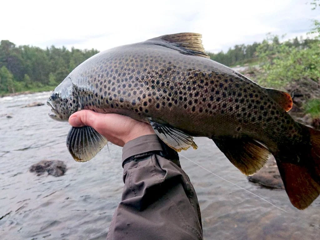 Eine Bachforelle in der Hand eines Anglers.