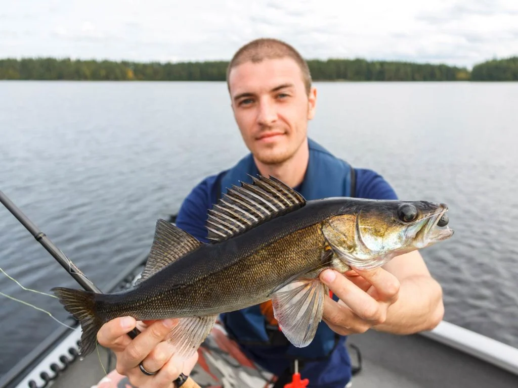 Ein gl&uuml;cklicher Angler, der auf einem Boot in Finnland einen Zander h&auml;lt.