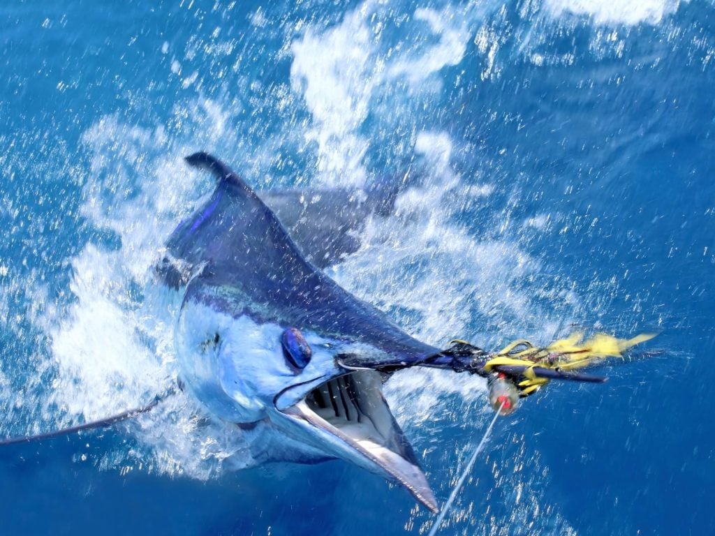 Eine Nahaufnahme eines Marlin, der an einer Angelschnur halb aus dem Wasser gezogen wurde.