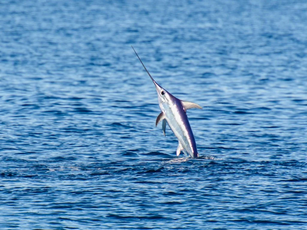 Ein Schwertfisch, der aus dem Wasser springt.