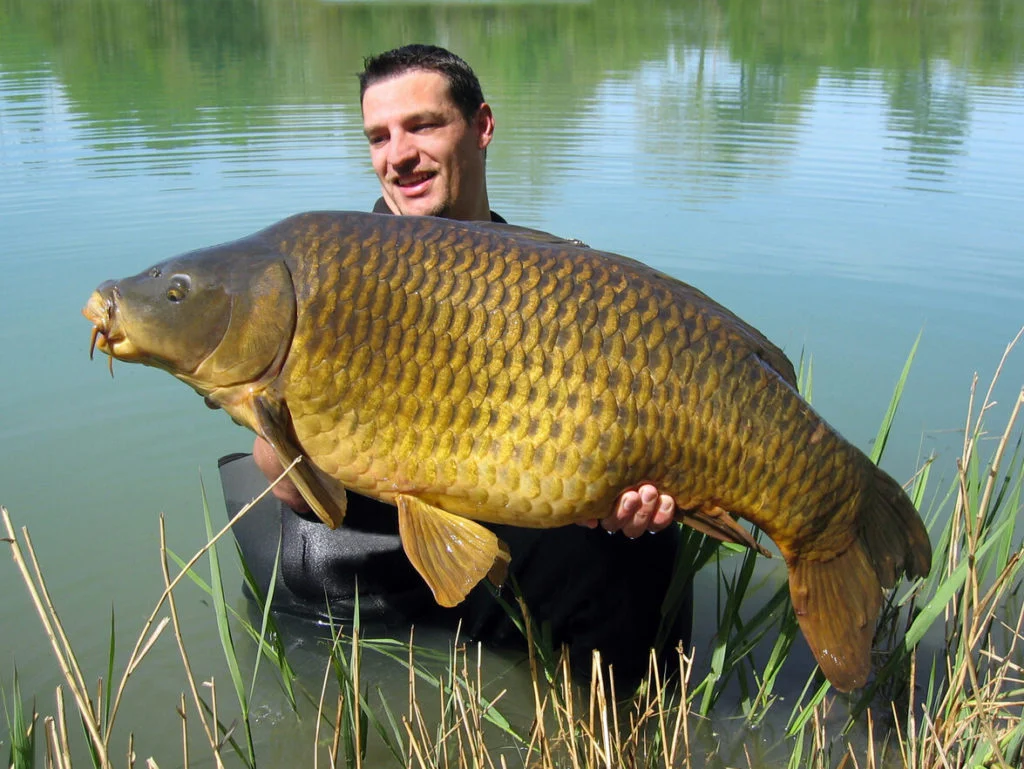 Ein gl&uuml;cklicher Angler steht in einem Gew&auml;sser und h&auml;lt einen gro&szlig;en Karpfen.
