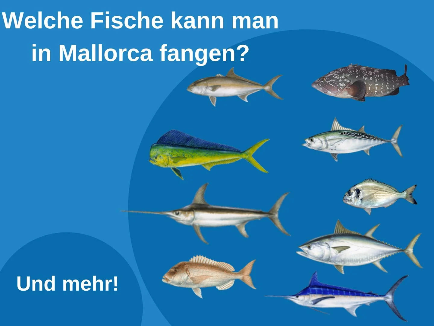 Eine Infografik mit den wichtigsten Fischarten auf Mallorca, wie Meerbrasse, Dentex, Mahi Mahi, Thunfisch, Schwertfisch und Zackenbarsch.