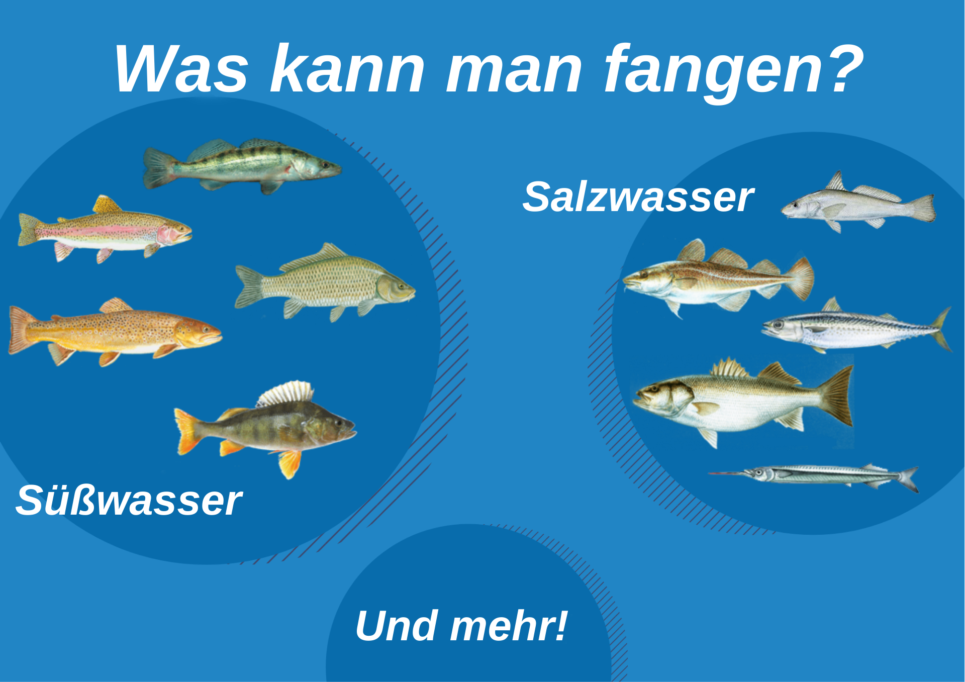 Eine Infografik mit einem &Uuml;berblick &uuml;ber die wichtigsten Fischarten in den Niederlanden.