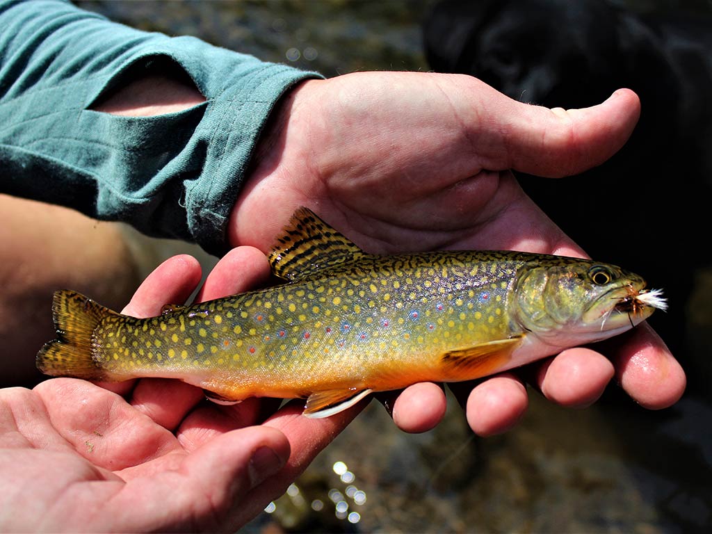 A closeup of a Brook Trout being held by two hands with a fly in its mouth.