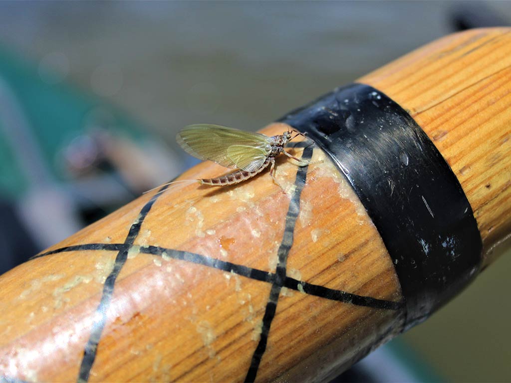 A closeup of a fly on a wooden pole, similar to a mayfly found during the summer in Wyoming.