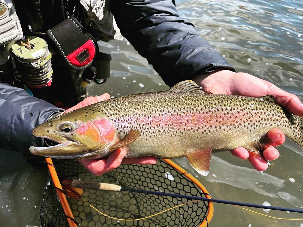 A closeup of a large Trout being held just above the water above a net, with a fishing rod visible underneath it.