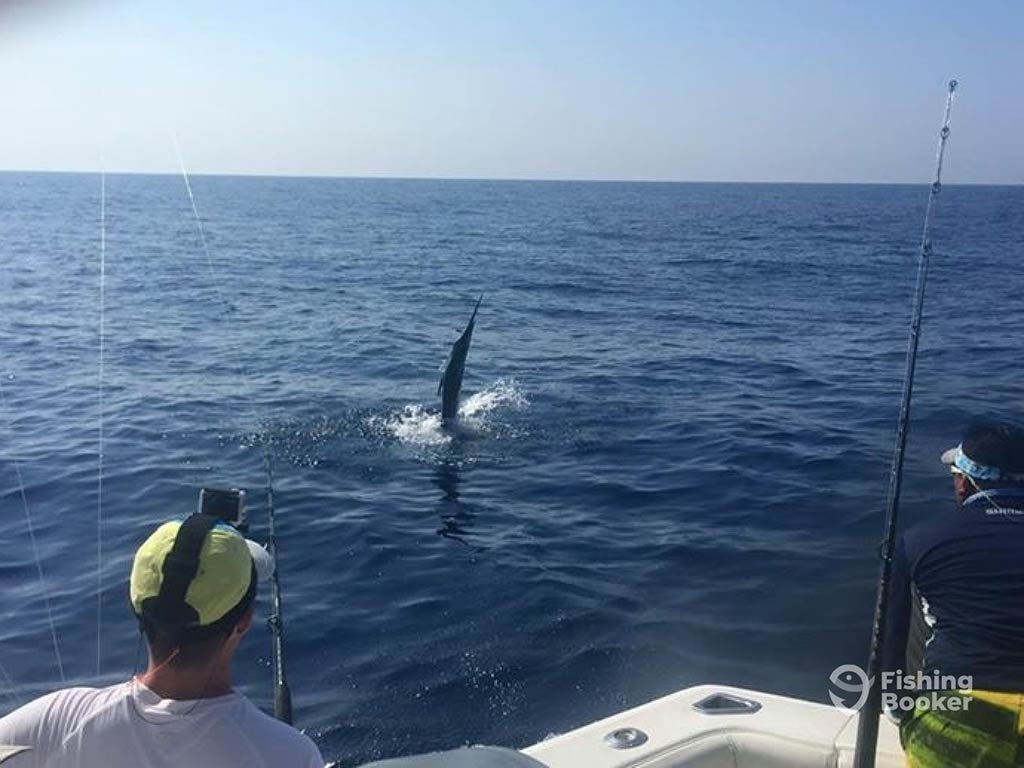 Two people on a boat watch as a large Marlin leaps out of the ocean, its silvery body glistening in the sunlight. Fishing rods are visible in the foreground, ready for action if they get lucky enough to hook this incredible catch.