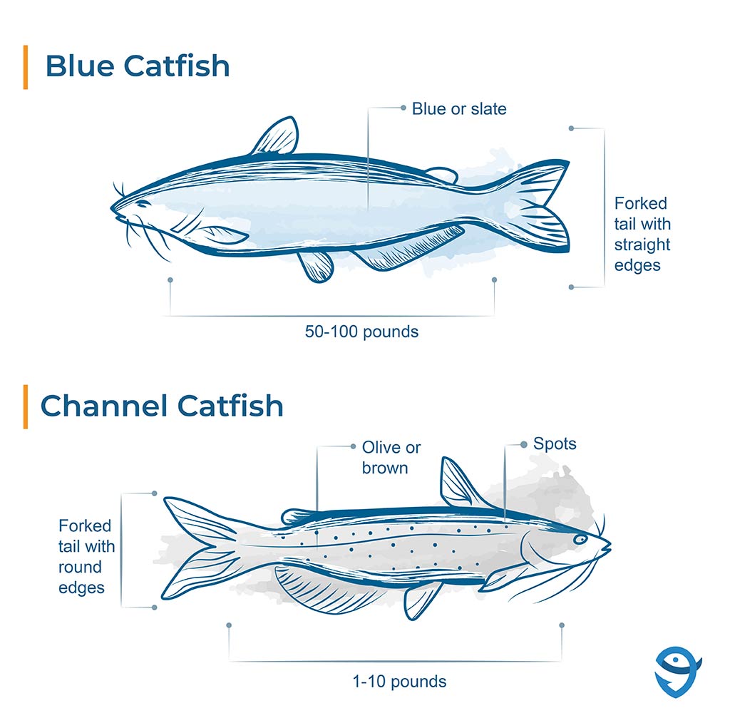 An infographic featuring illustrations of a Blue and Channel Catfish, pointing out the main differences between them, including color, size, and fin shapes.
