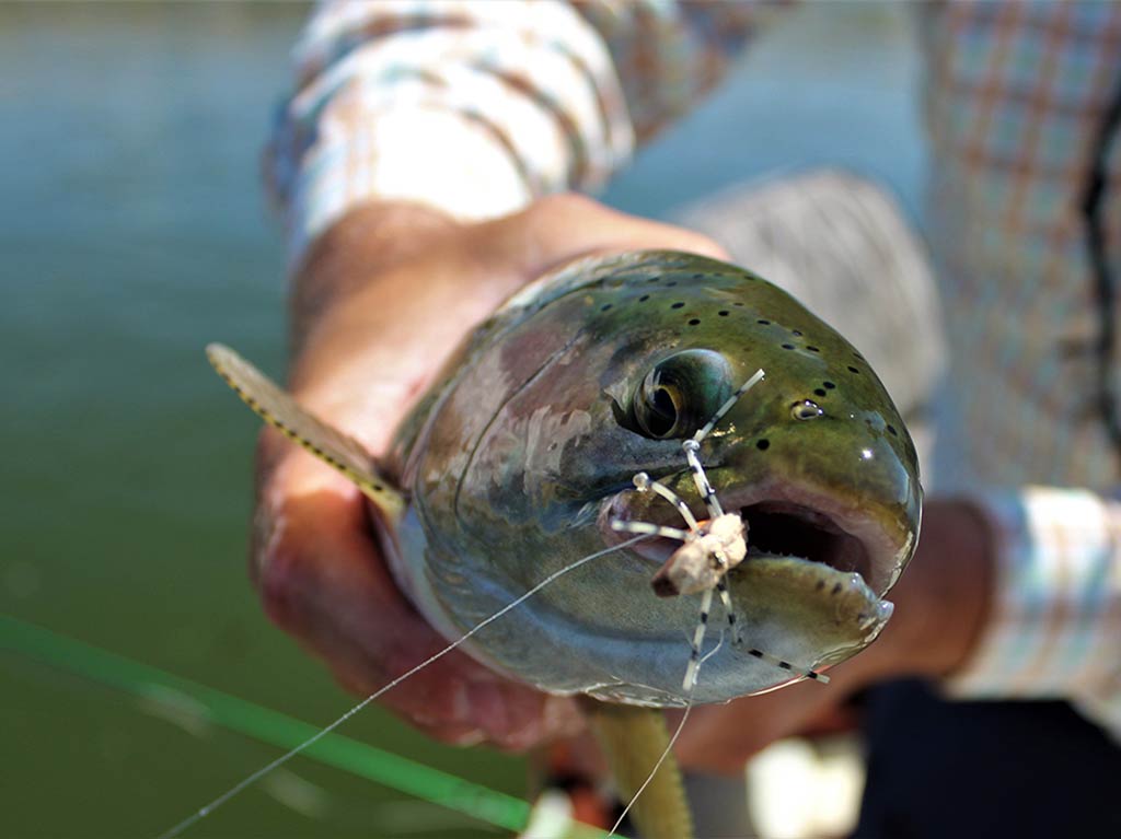 A closeup of a hand holding a freshly caught Trout with a fishing fly in its mouth, right above the water.