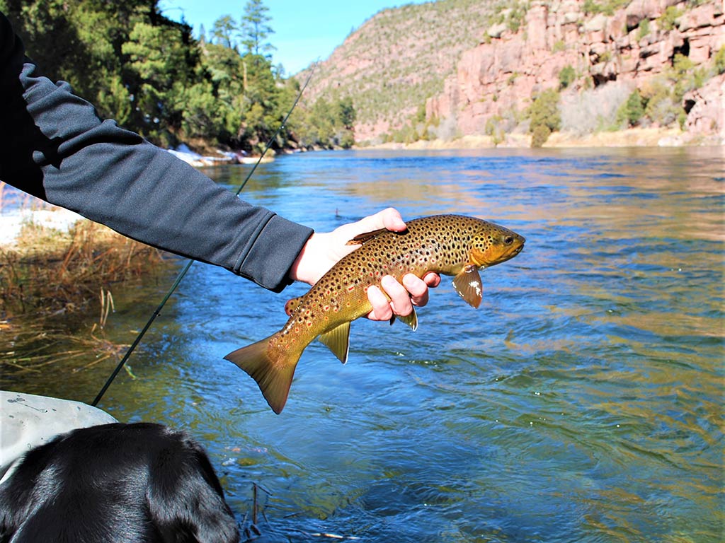 Someone holding a Brown Trout above the Green River with rocky and forested banks on a sunny day.