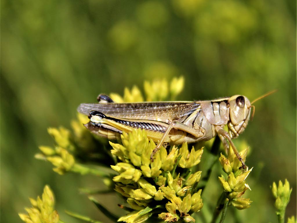 A close-up shows a grasshopper perched on yellow-green flower buds, with a blurred green background.