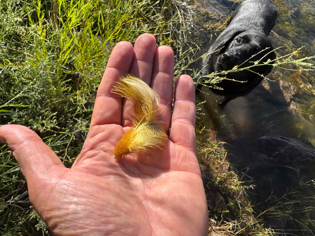 A palm of a hand holding a golden-yellow fishing lure near grassy water, while a Black Dog stands in the water nearby.