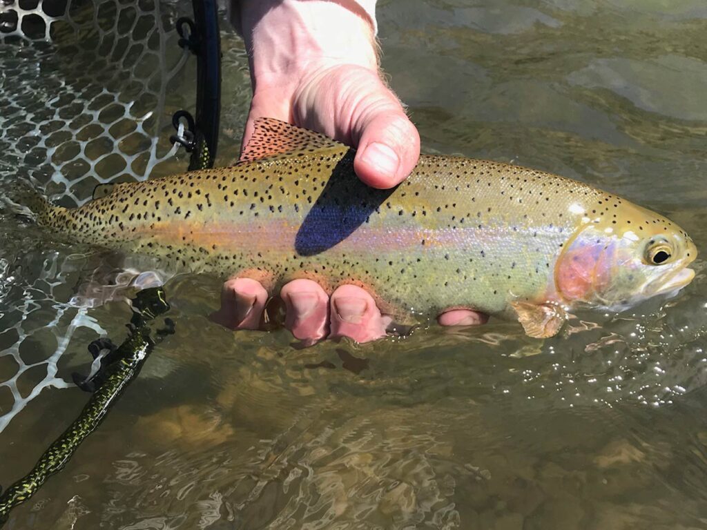 Someone holding a Rainbow Trout above shallow water next to a fishing net.