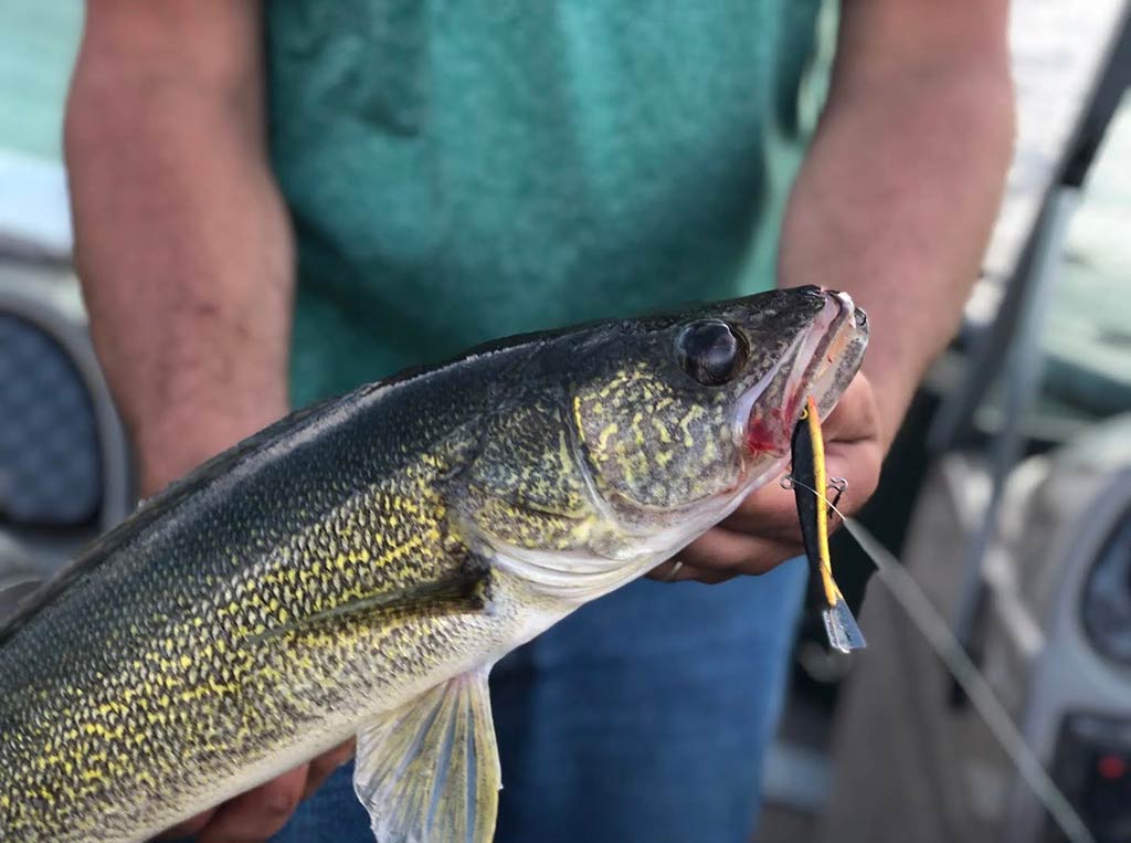 A close-up of a person holding a freshly caught summer Walleye with a yellow lure still hooked in its mouth.