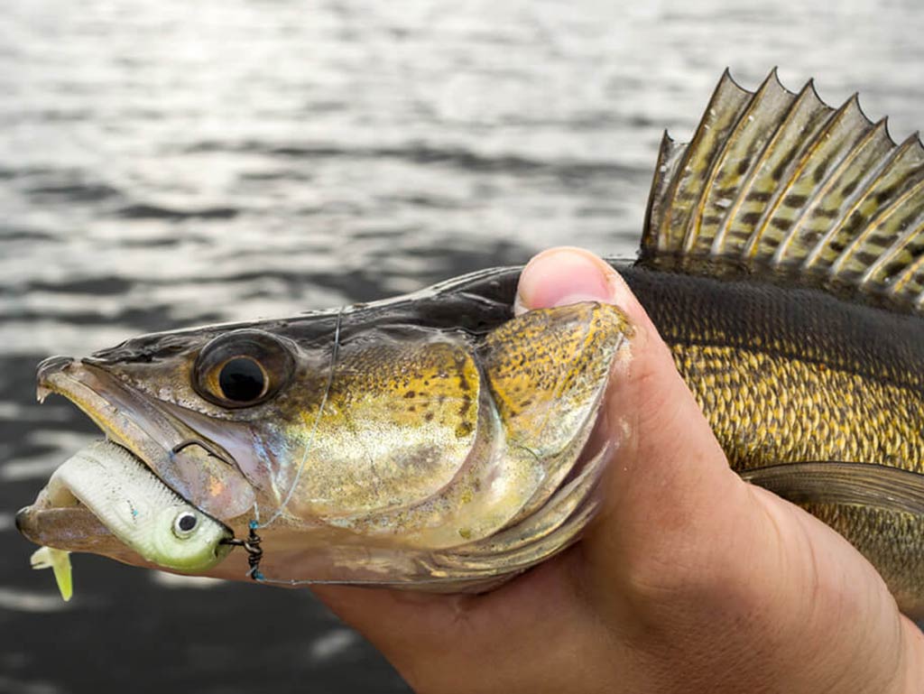 A close-up of a Walleye with a dropshot bait in its mouth