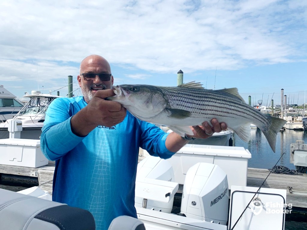 A man in a blue shirt holding a large Striped Bass at a marina in New Hampshire, with boats and docks in the background.