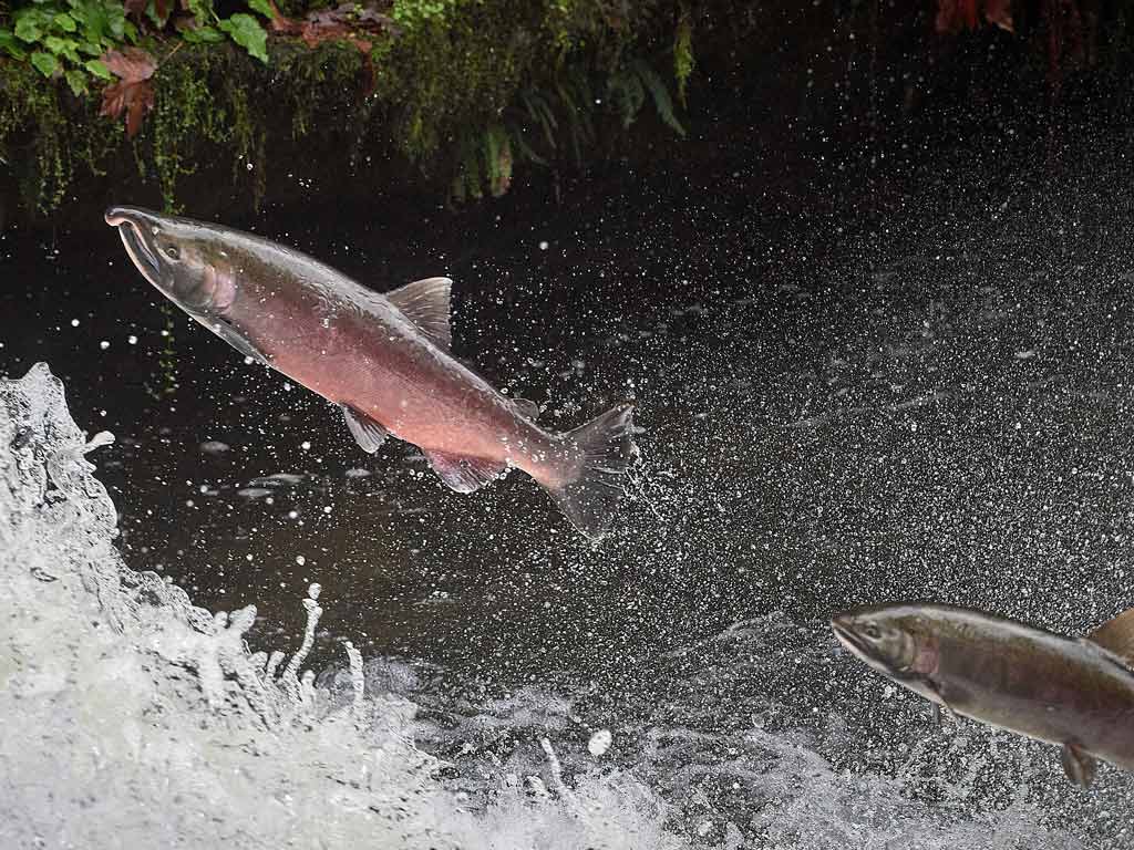 A closeup of two Coho Salmon leaping up a waterfall somewhere along the Oregon Coast.