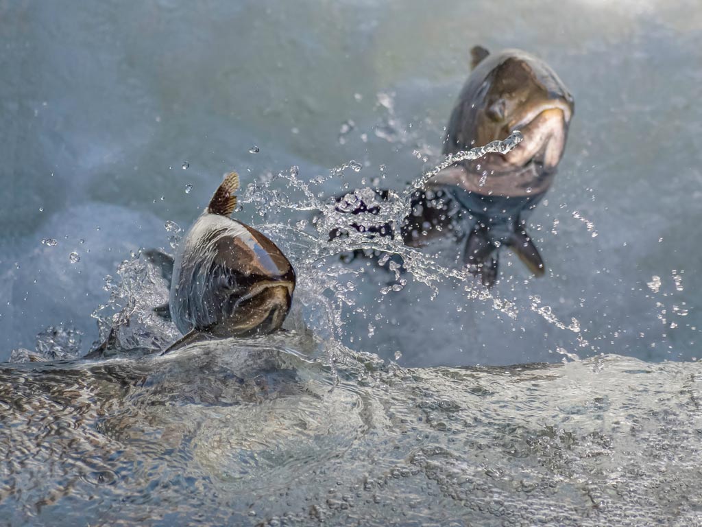 A closeup of two Chinook Salmon leaping out of the water, towards the camera, near Sacramento, California.