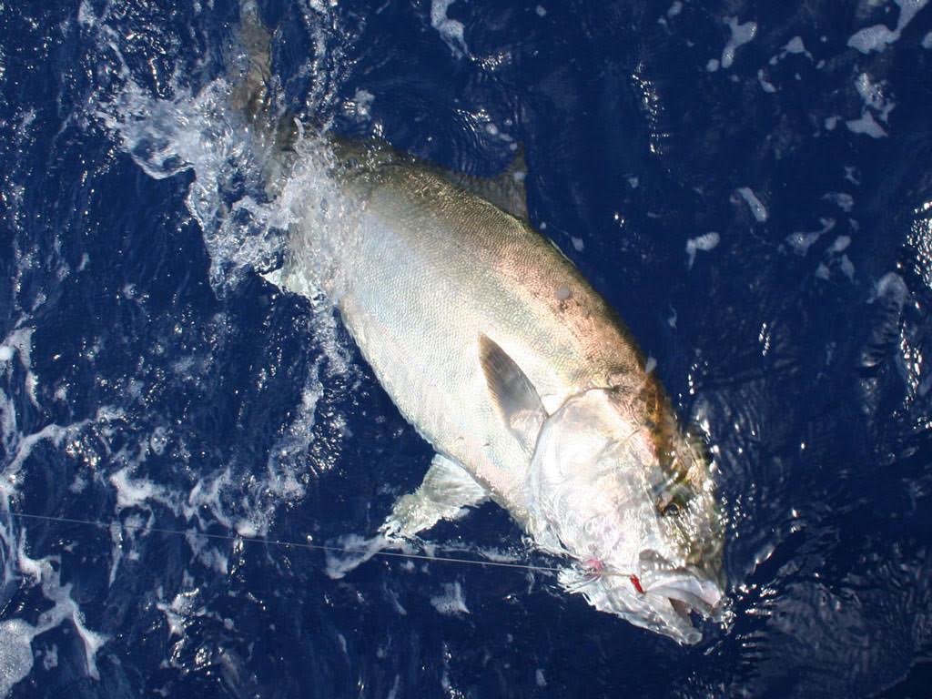 A big Amberjack hooked on a fishing line, partly submerged in dark blue water with splashes all around it.