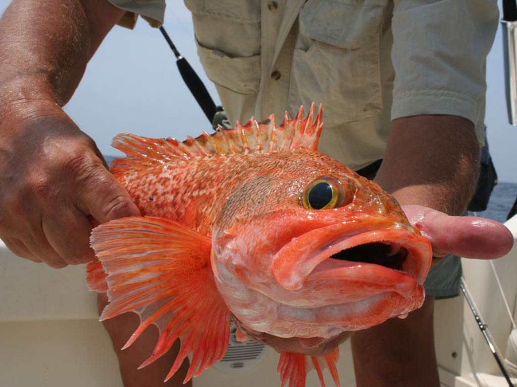 A closeup of a pair of hands holding an orange and red Rockfish with spiky fins on a boat, indicating success when deep drop fishing.