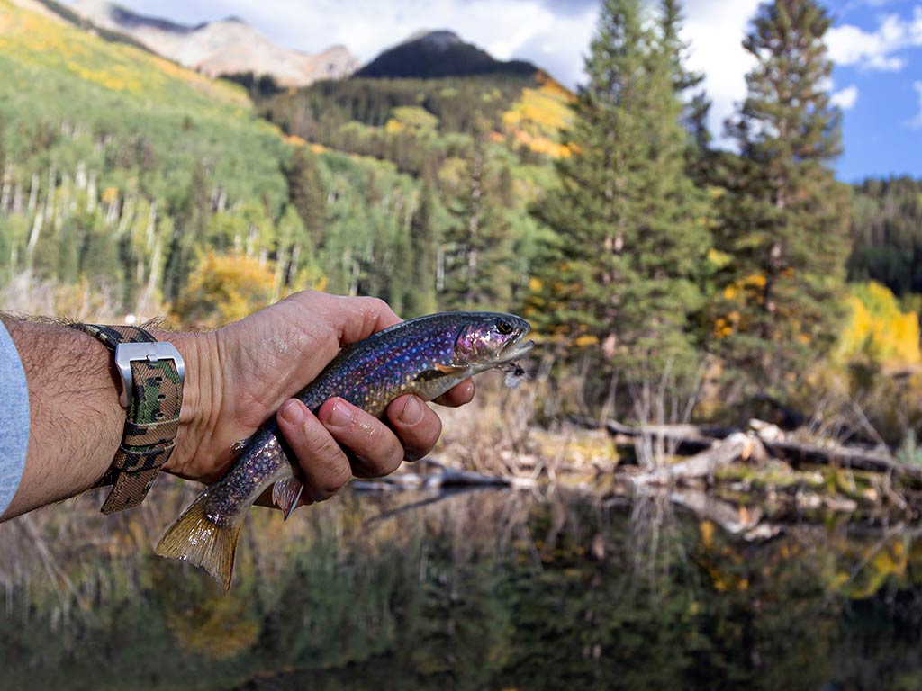 A closeup of a hand holding a small Brook Trout in their hand by a forested mountain lake.