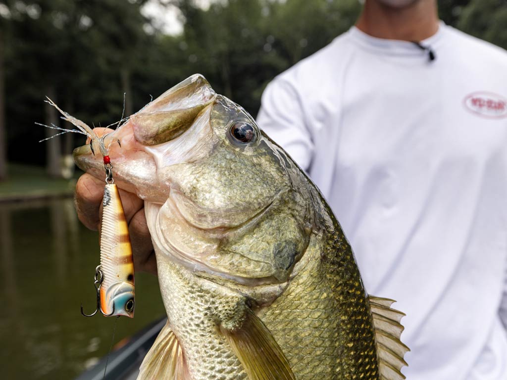 A closeup of someone holding a Largemouth Bass with a Yo-Zuri fishing lure in its mouth, standing near a body of water.