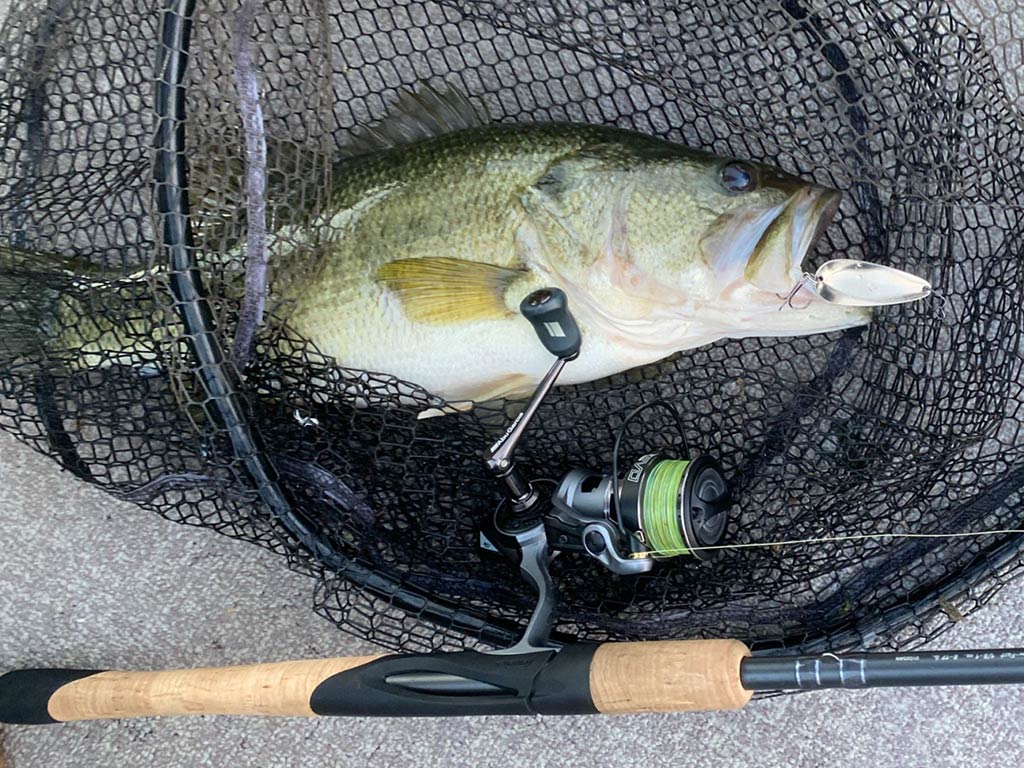 A Largemouth Bass that's been caught with a fishing rod and lure rests in a black net on the ground.