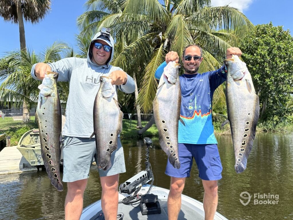 Two men standing on a shallow-water fishing boat while holding up two Clown Knife Fish each on a sunny day, with palm trees visible in the background.