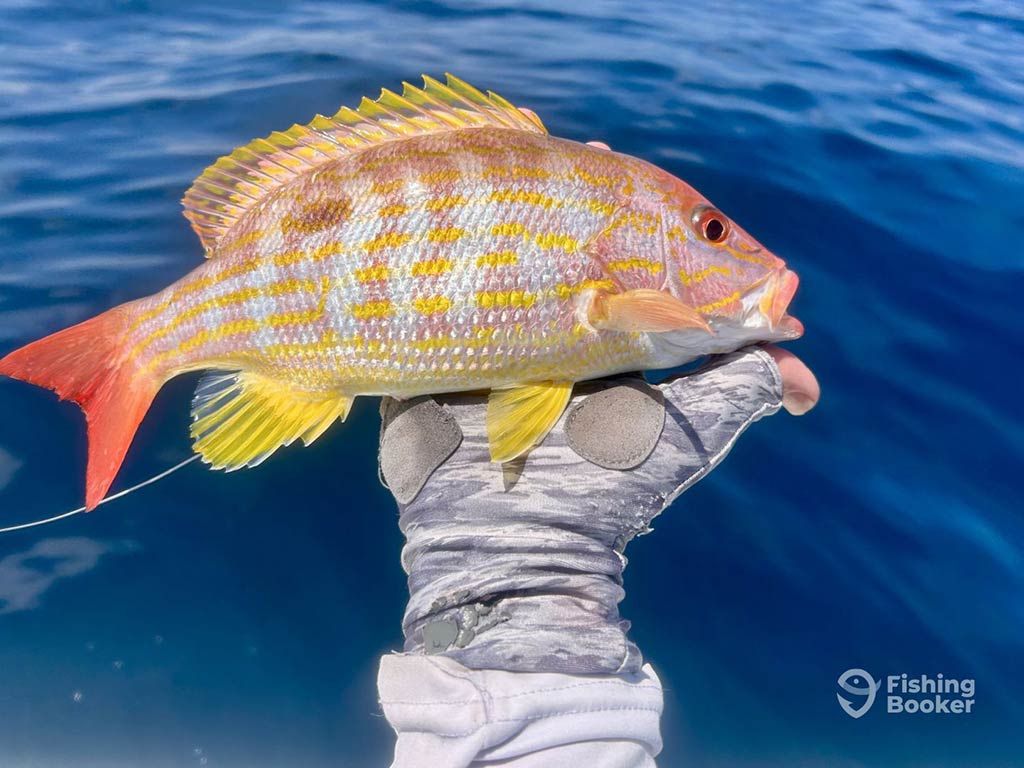 A closeup of a hand in a glove holding a Lane Snapper in its palm with the ocean's waters in the background.