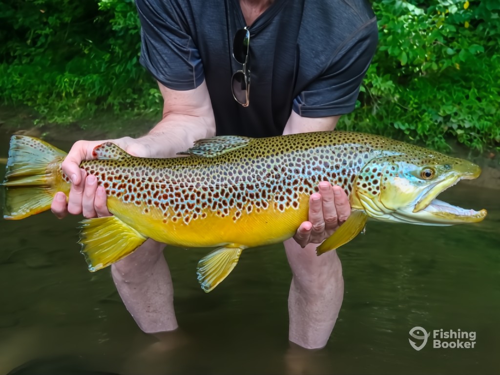 A closeup of hands holding a large Brown Trout over shallow water with green foliage behind in Tennessee.