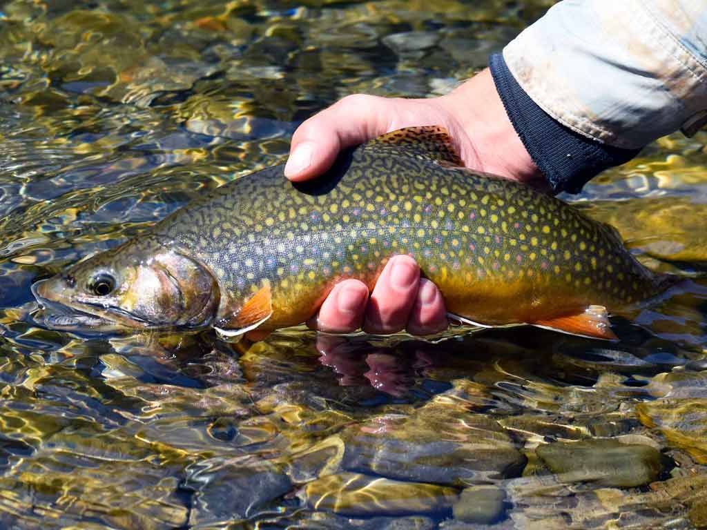 A closeup of a hand holding a Brook Trout with colorful spots above shallow, clear water in Tennessee.