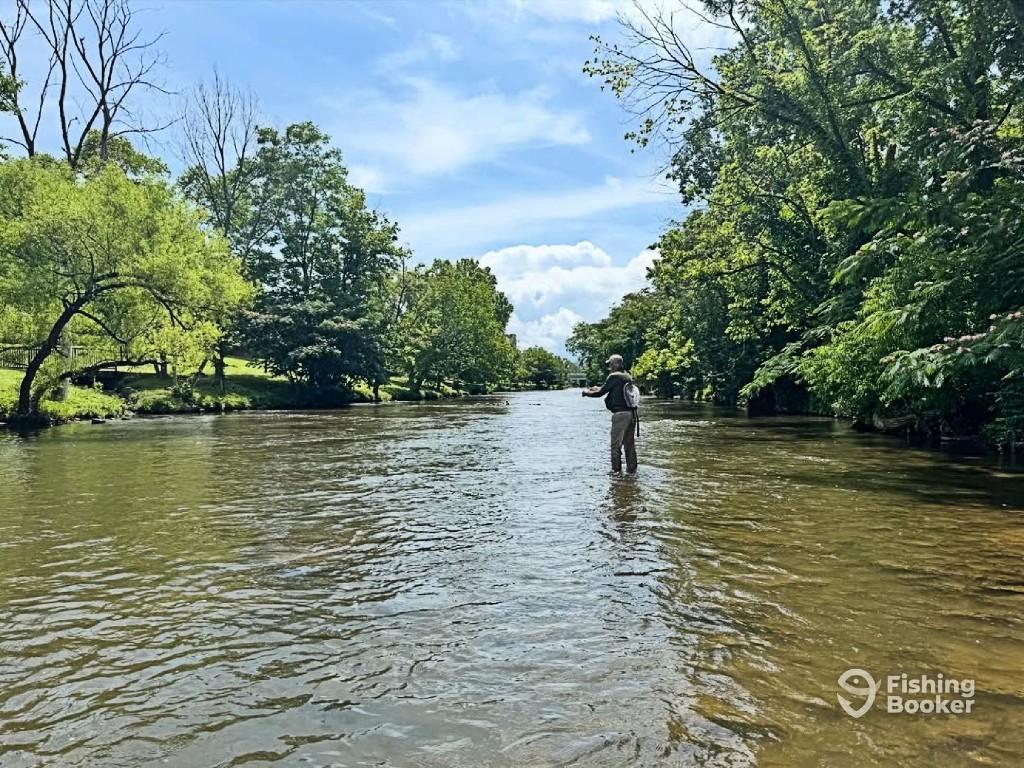 A person stands in the middle of a shallow river, Trout fishing in Tennessee, surrounded by green trees under a partly cloudy sky.