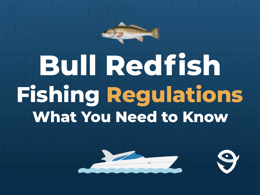 An infographic featuring a vector of a Redfish above text saying "Bull Redfish Fishing Regulations, What You Need to Know" above a vector of a boat and the FishingBooker logo against a blue background.