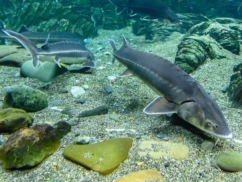 Several Sturgeon, some of the biggest freshwater fish, swim near the rocky, sandy bottom of a freshwater habitat. They're surrounded by stones and clear water.