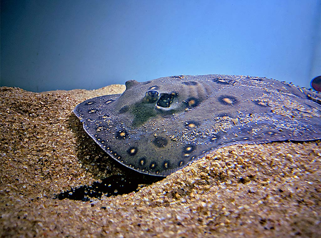 An underwater view of a River Stingray, hugging sandy bottom.