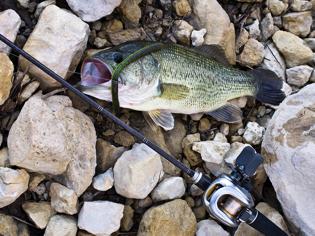 A closeup of a Bass on a rocky floor with a lure hanging out of its moth and a light fishing rod laying on it.